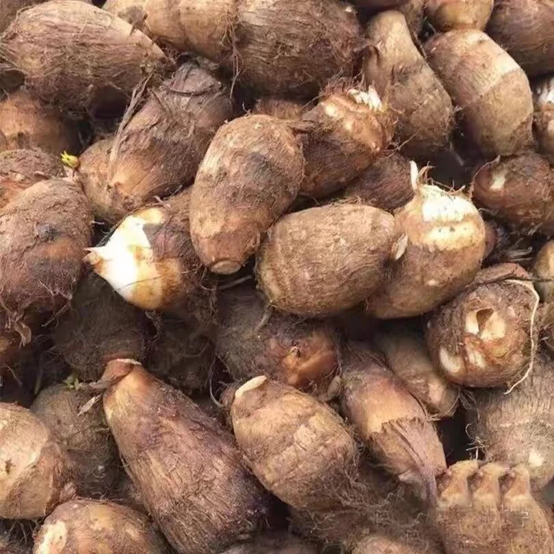 贵州山地种植新鲜蔬菜芋头毛芋头