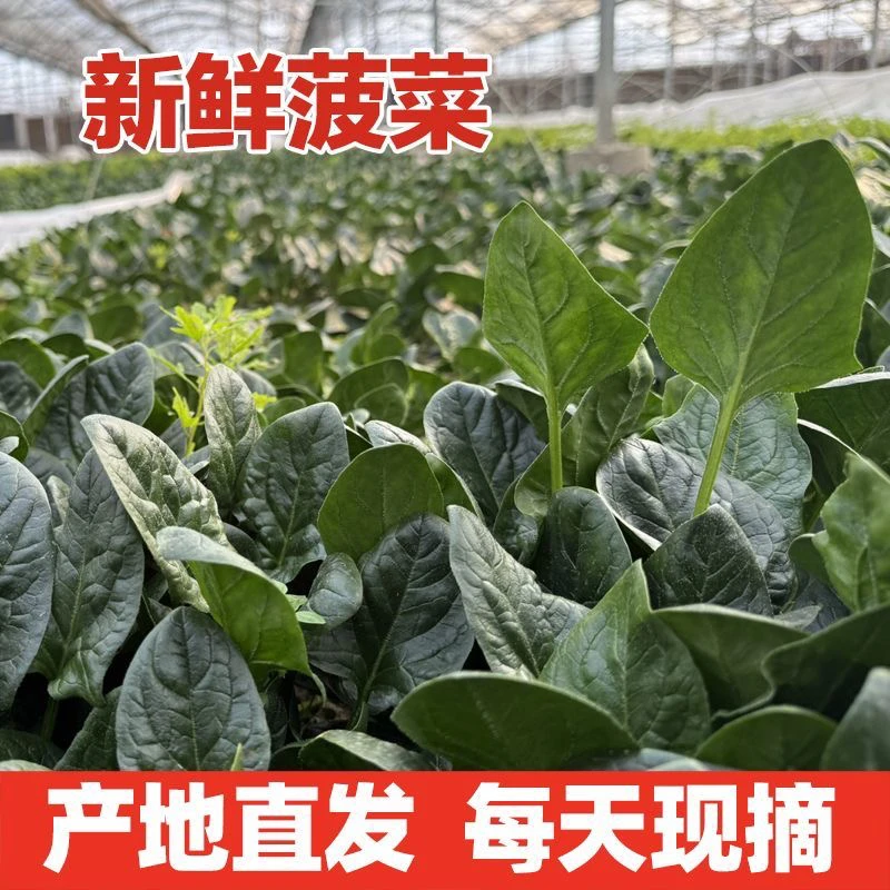 河南春季露天长杆红根菠菜新鲜现挖农家自种新鲜直发大个菠菜