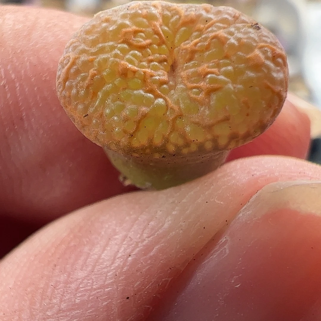 一物一拍默认微瑕。   985