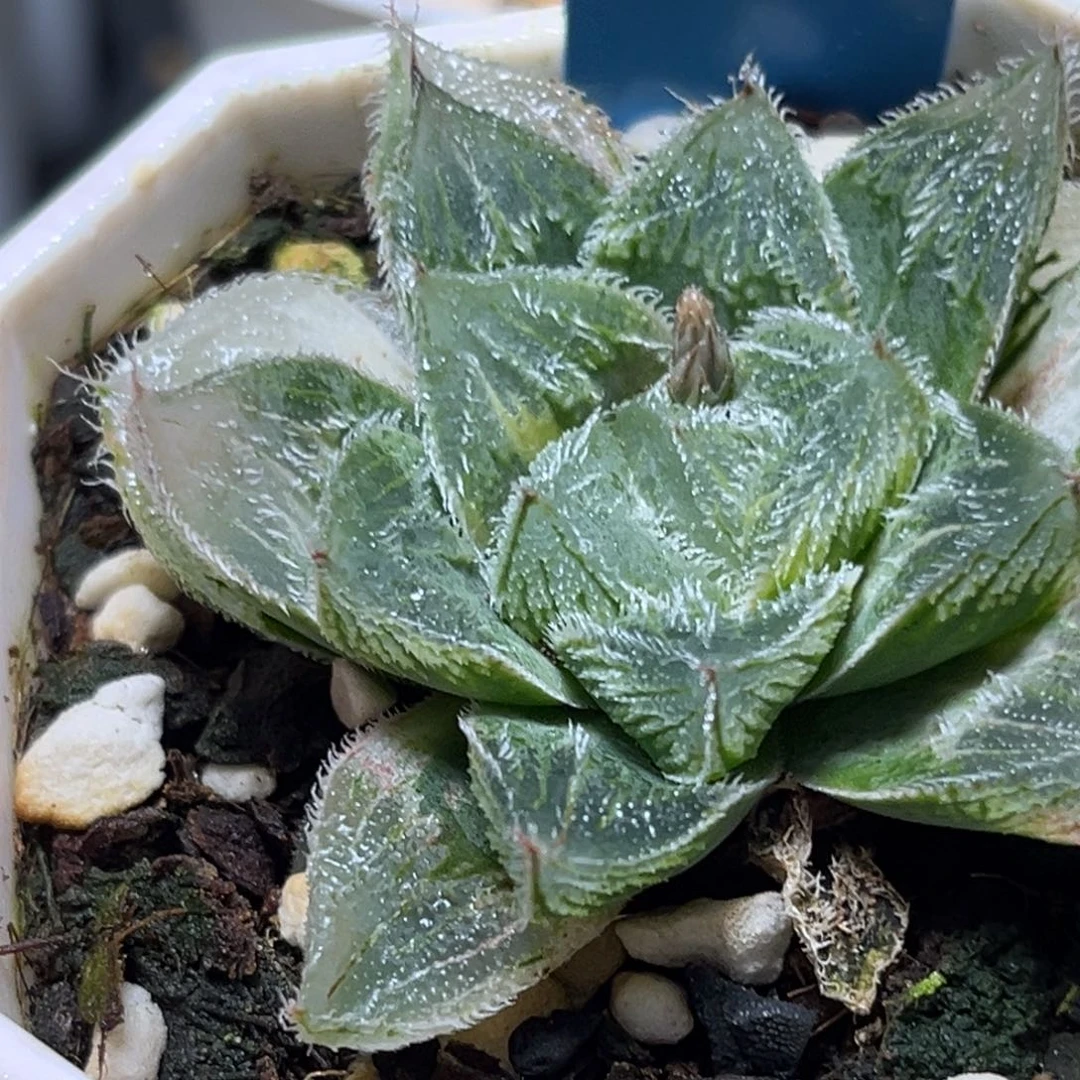 恭喜发财大吉大利519