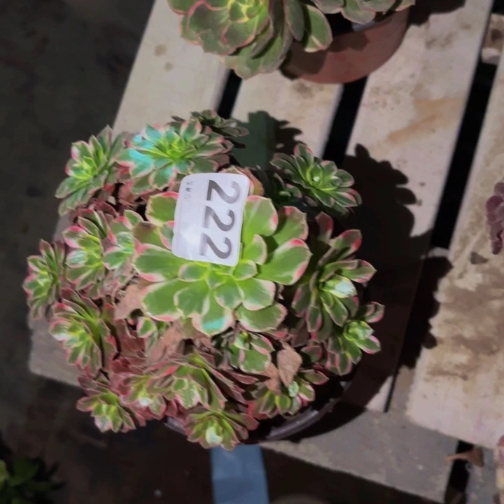 222水果糖多肉植物不售后