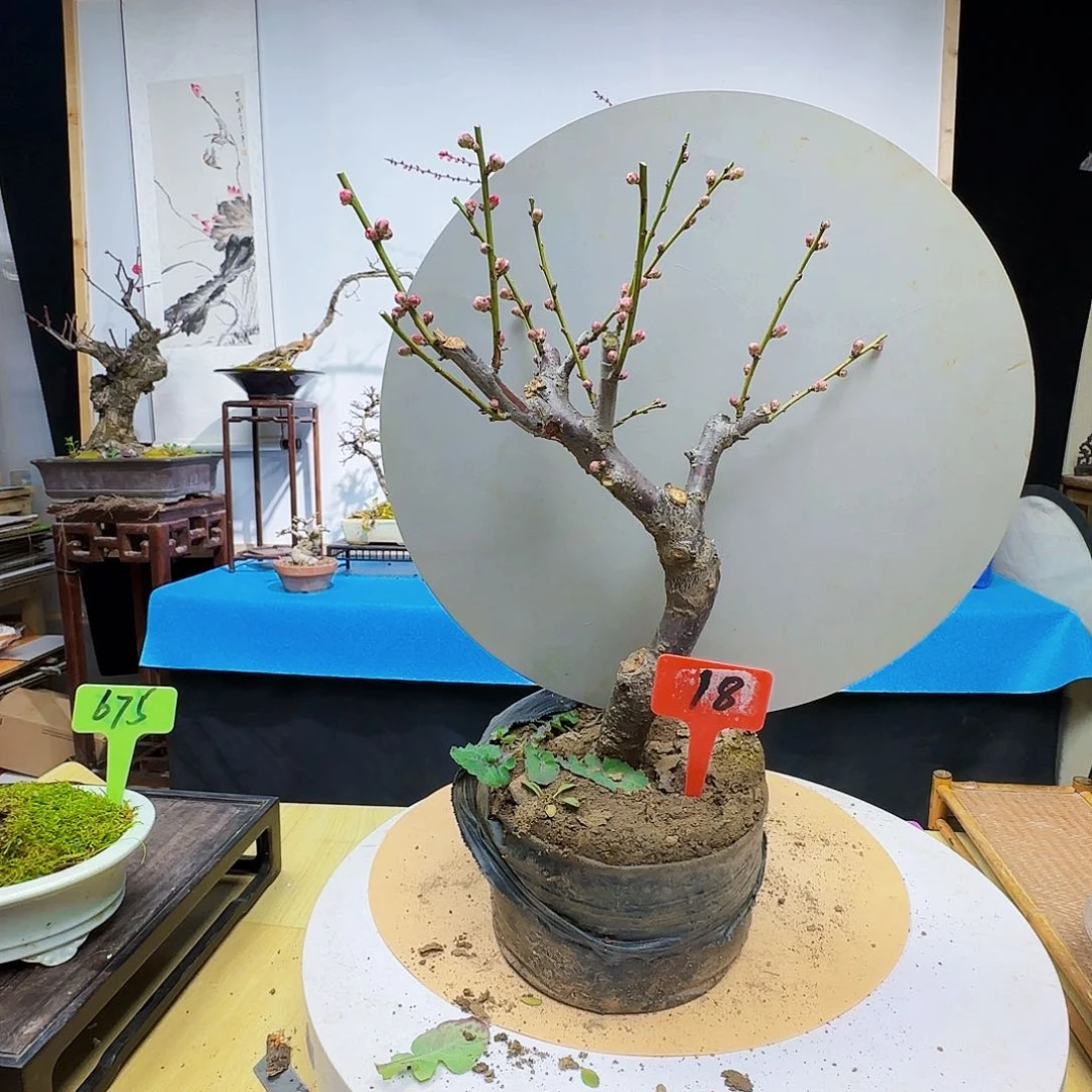 红陶i*nd d f g h j k l