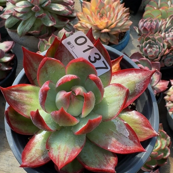 惊鸿仙子 0137........