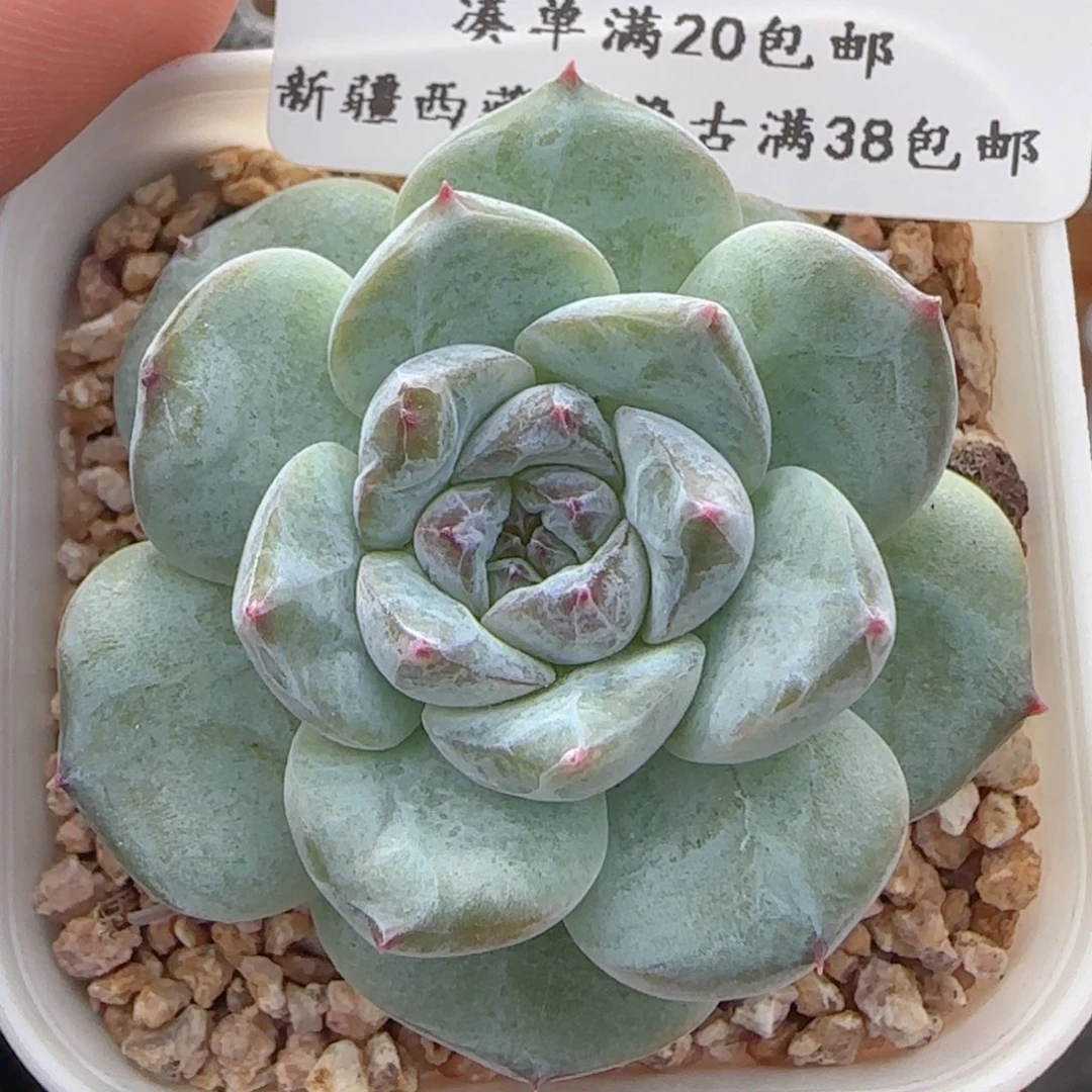 0616-173糖心糖心