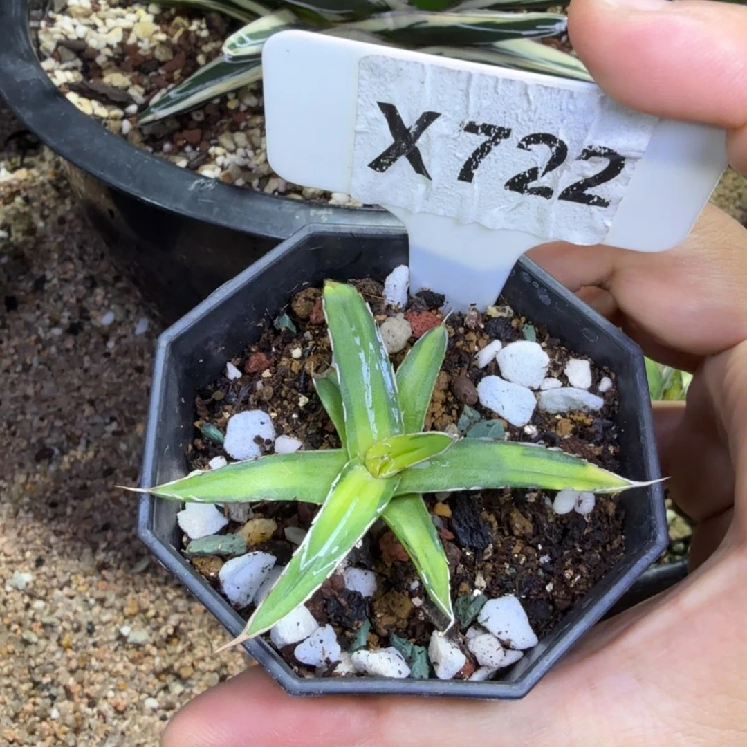 十***少福利屉之雪汝中班