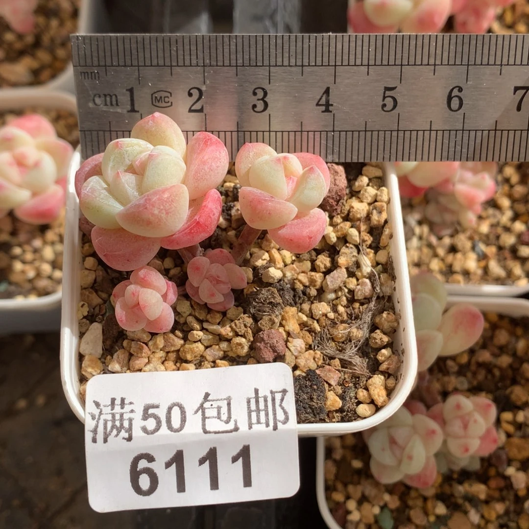 6111。小腿樱花冰玉四头。