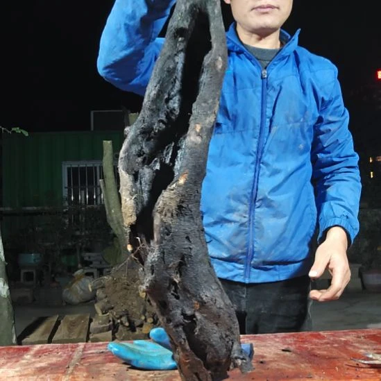 不***名无花朵金单子当前无花果