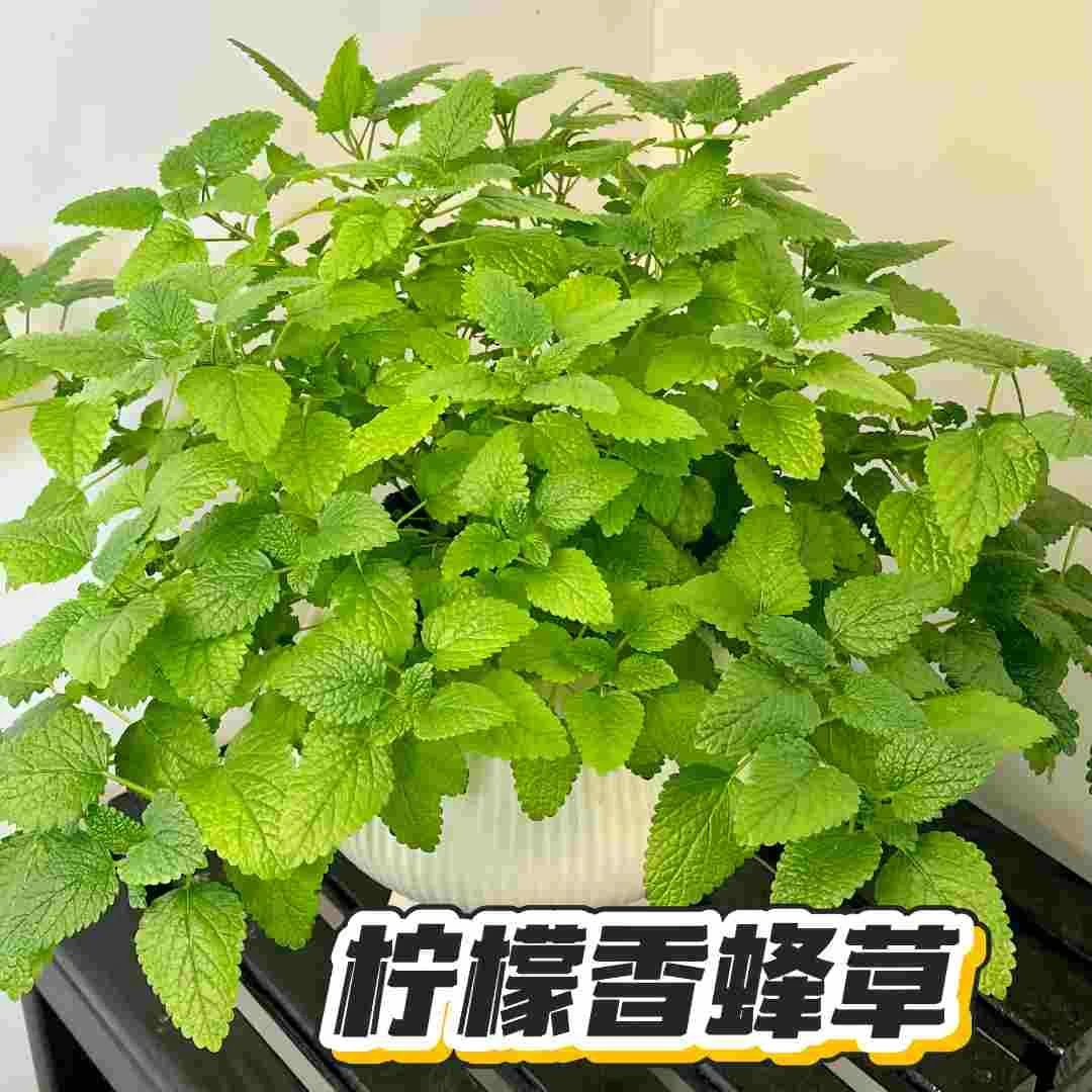 爆盆柠檬香蜂草薄荷盆栽可食用室内绿植带盆带土好养活新手必入