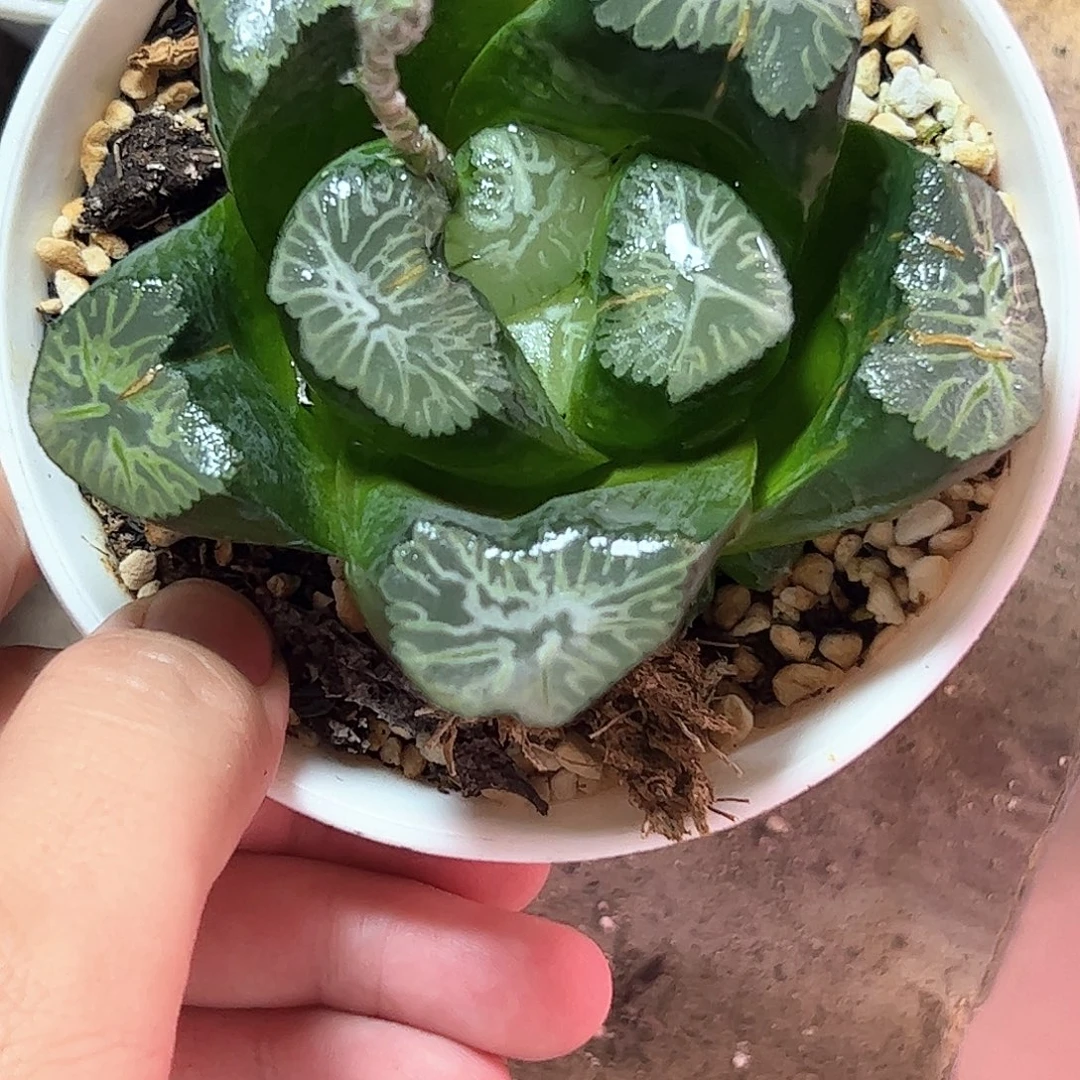 巨大花菱母本十二卷多肉