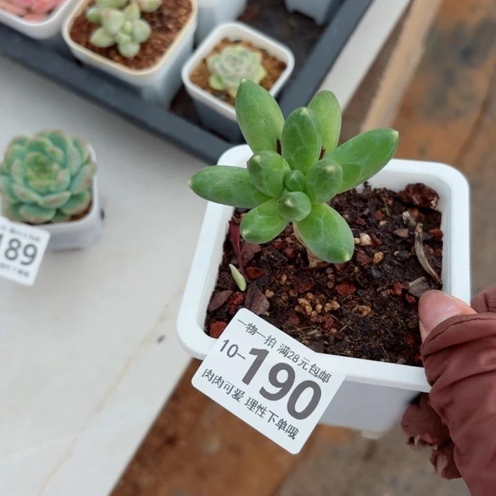 千代田多肉无盆土发货多肉