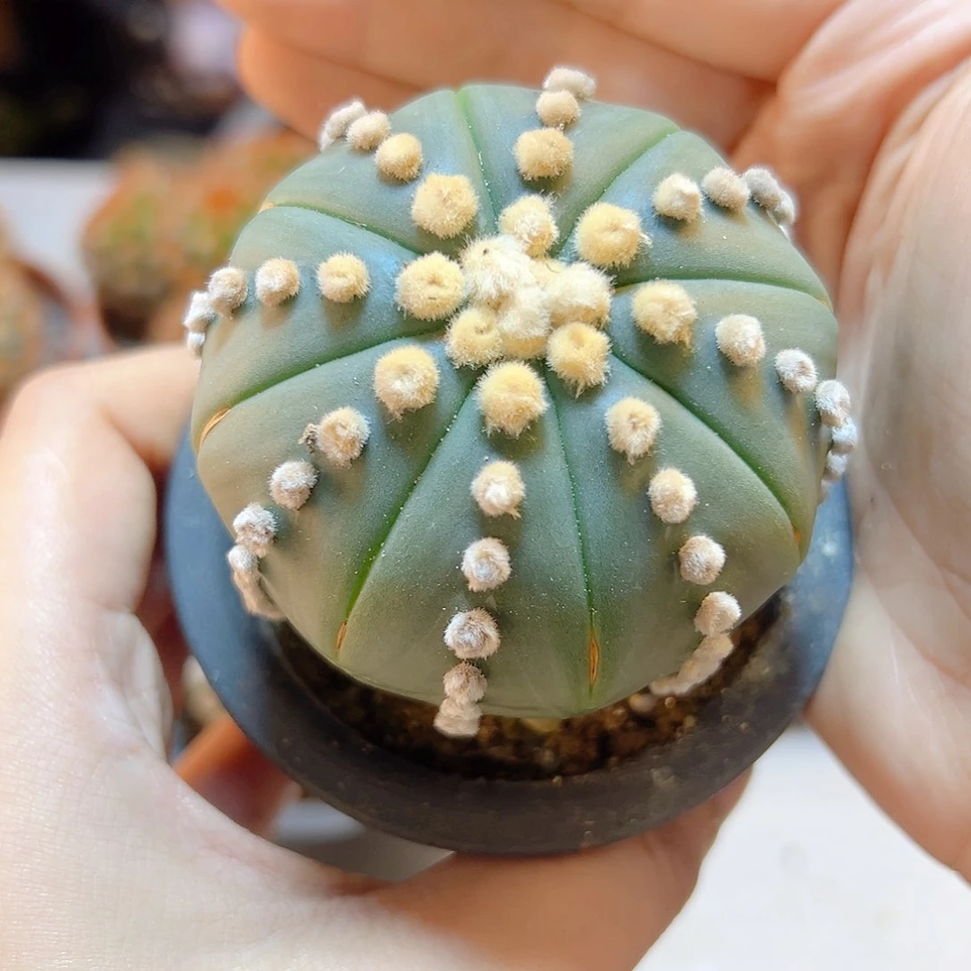 晚10号泰系实生大尤连山兜6公分带盆