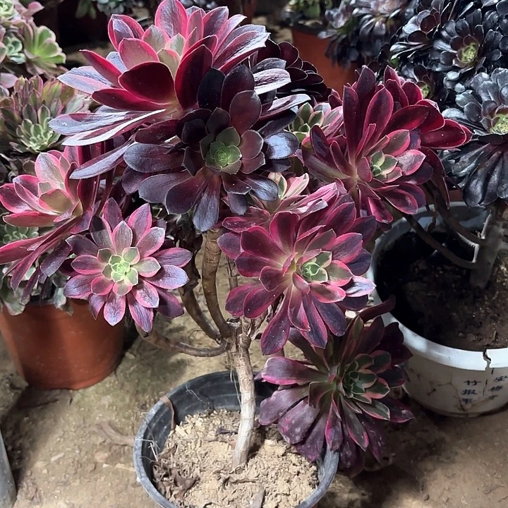 天***膀多肉植物金丝雀108