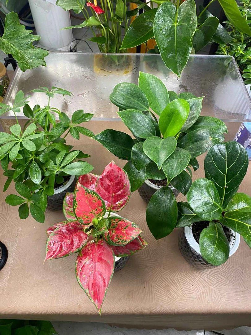 【新疆包邮】水盆植物四件套家居净化空气室内