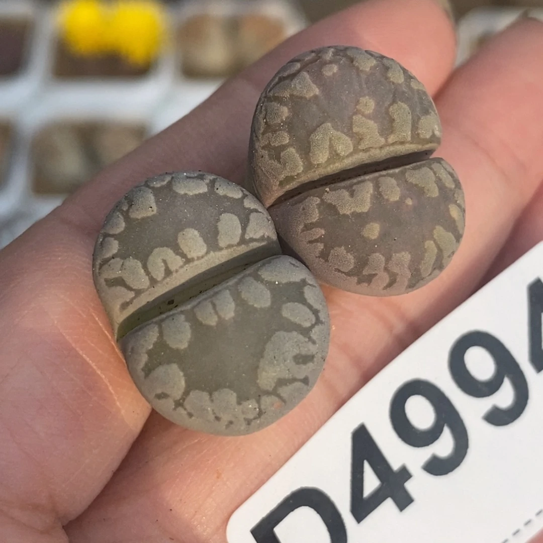 4994 两颗大津汇裸根