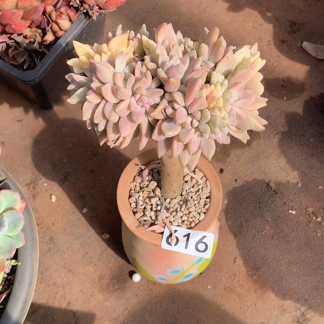 616 一物一拍多肉