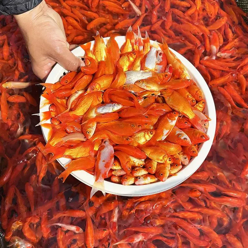 纯种凤尾大红草 小型家养闯缸鱼5-7公分 保底31条 不指定颜色