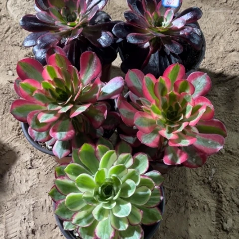 625多肉植物组合