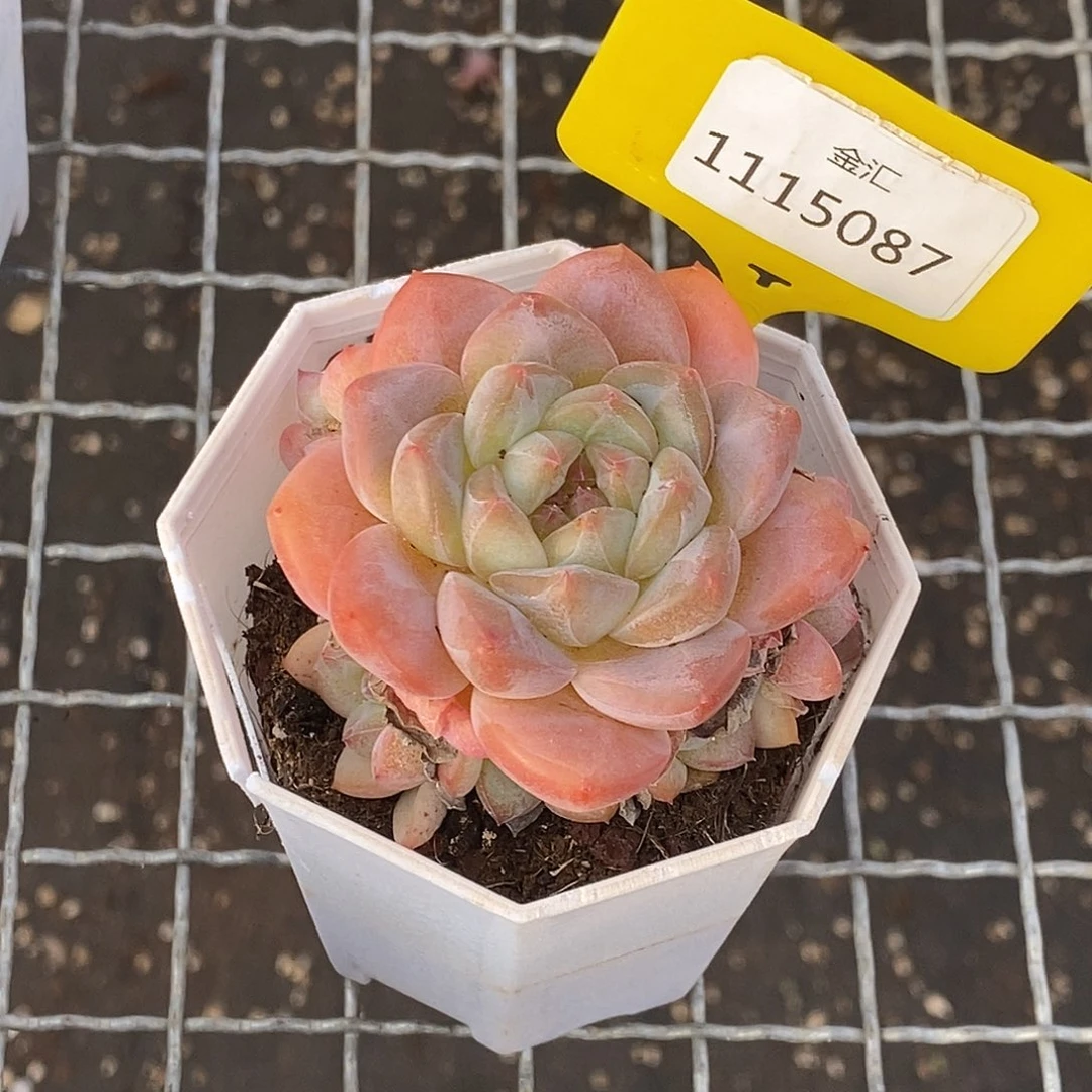 画****~1115087珍妮，多肉