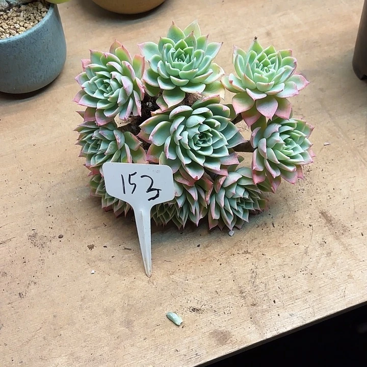 臭***宝多肉植物，三色景153号