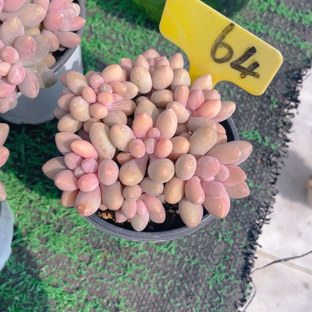 忆*年64dfghjhhhjjn