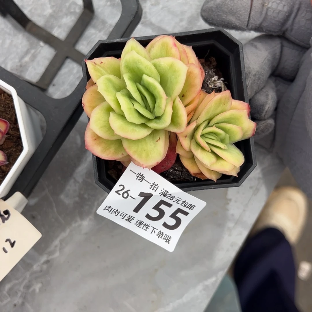 冰玫瑰多肉多肉多肉多肉
