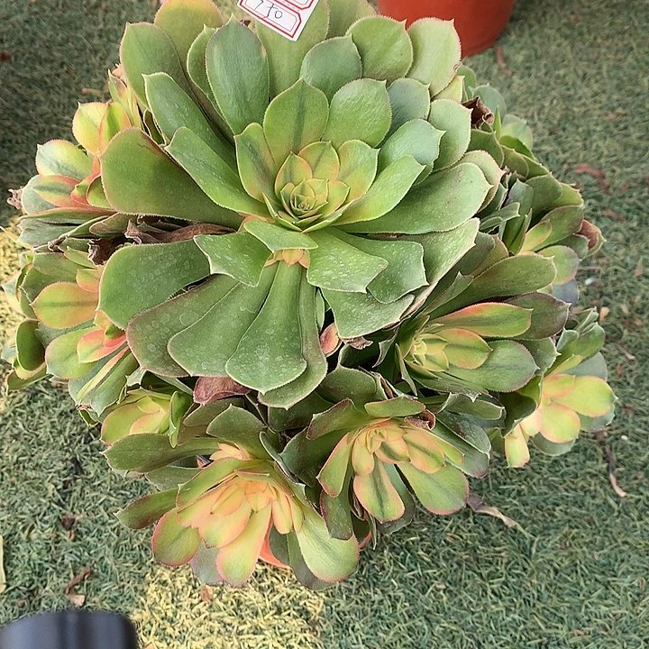 750雅典娜多肉植物