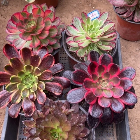 169多肉植物组合