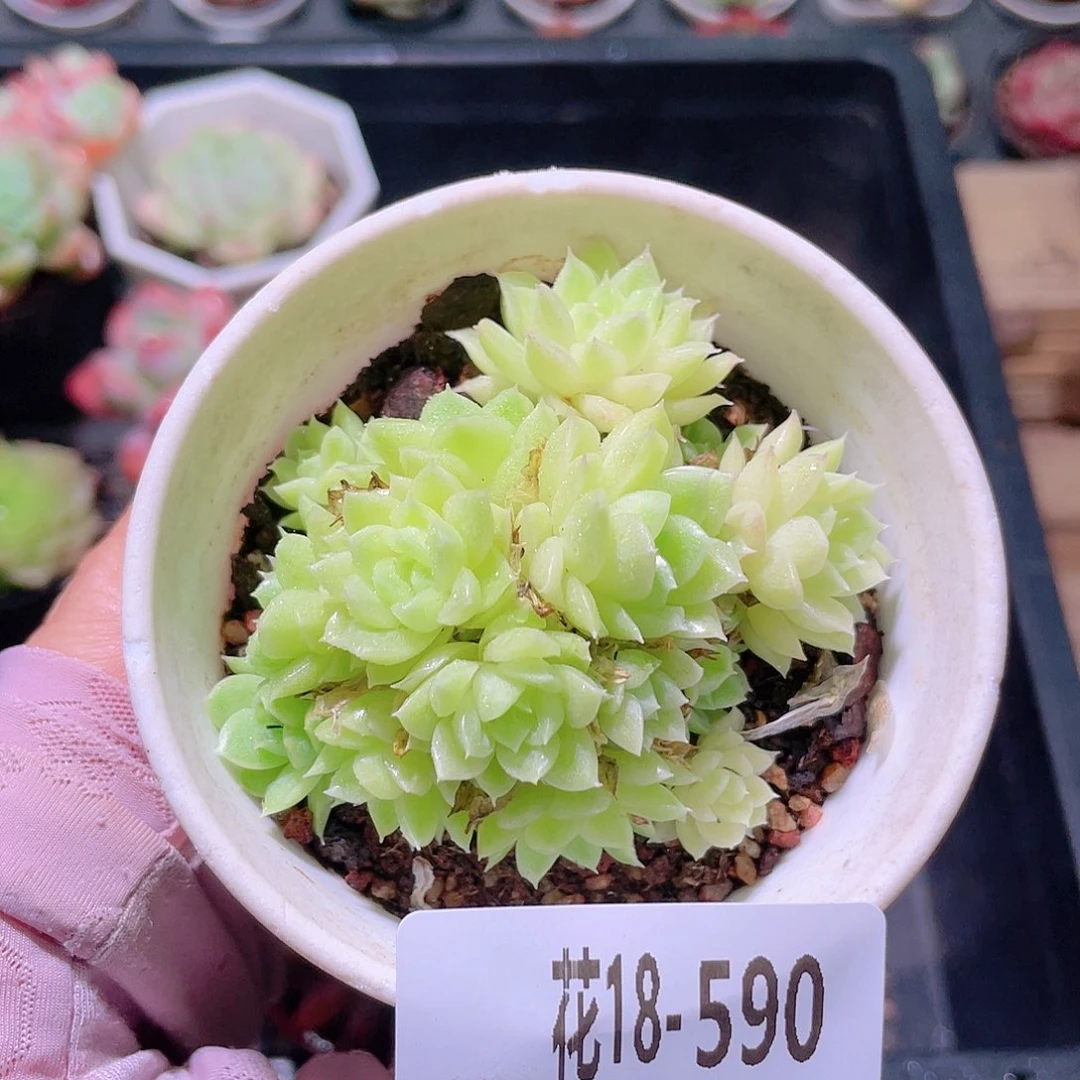花利美18-590麦秆