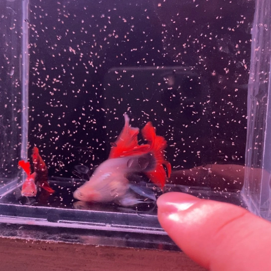 孔雀鱼菊花帆一对
