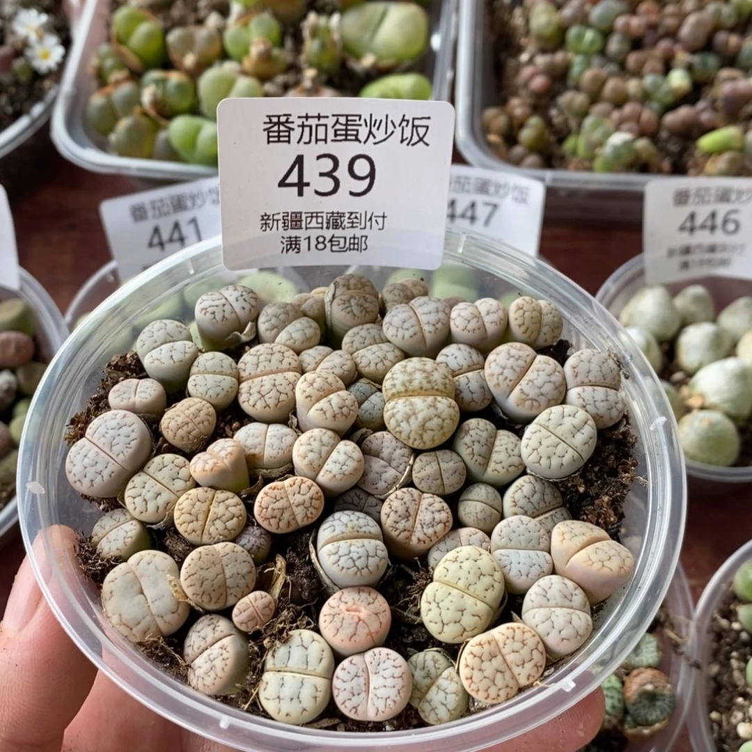感谢您的支持，00439