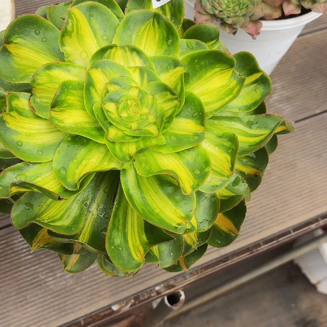 R***静032暴君优选植物多肉