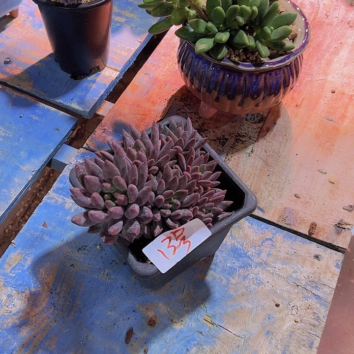 D****?13美人带盆一个多肉