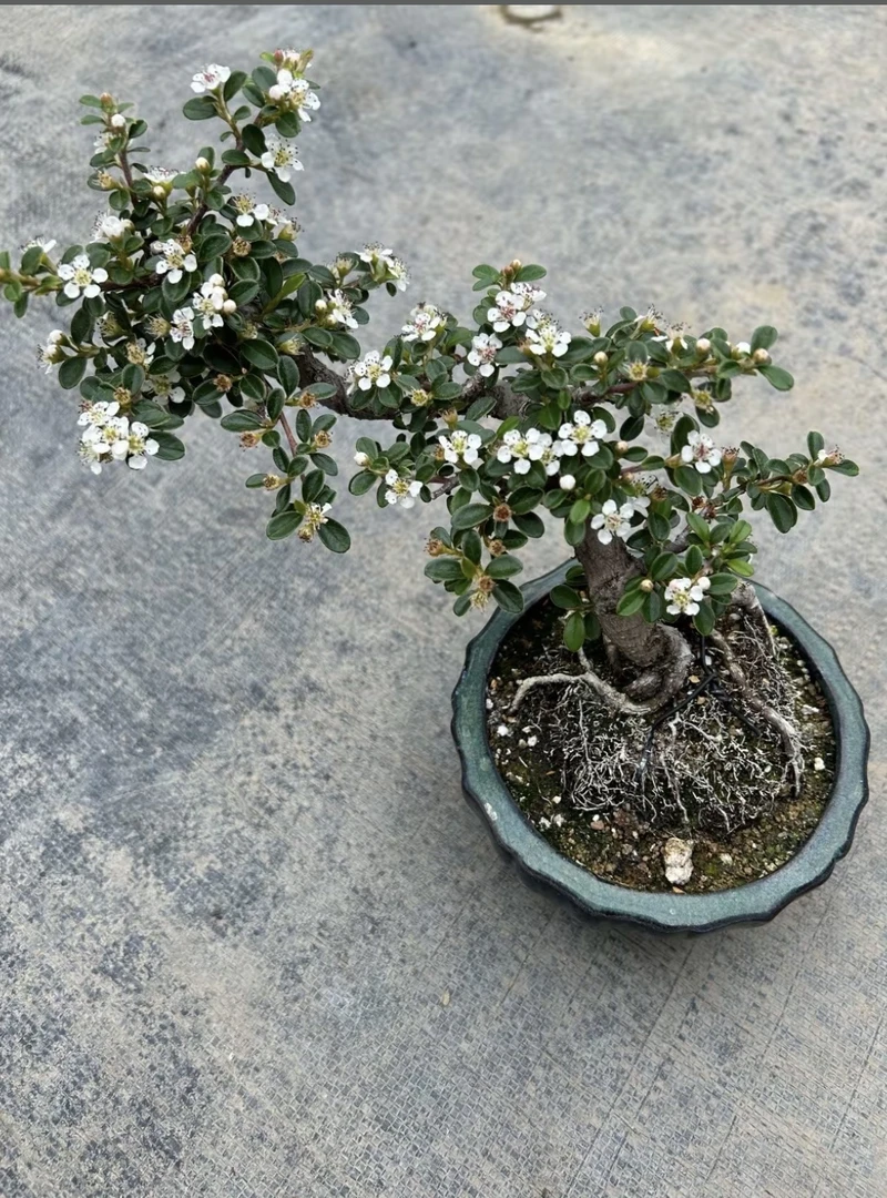 黄杨荀子映山红米叶杜鹃各种绿植盆栽