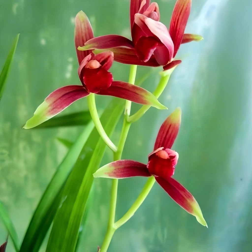 建兰【小国魂】红花名品浓香型