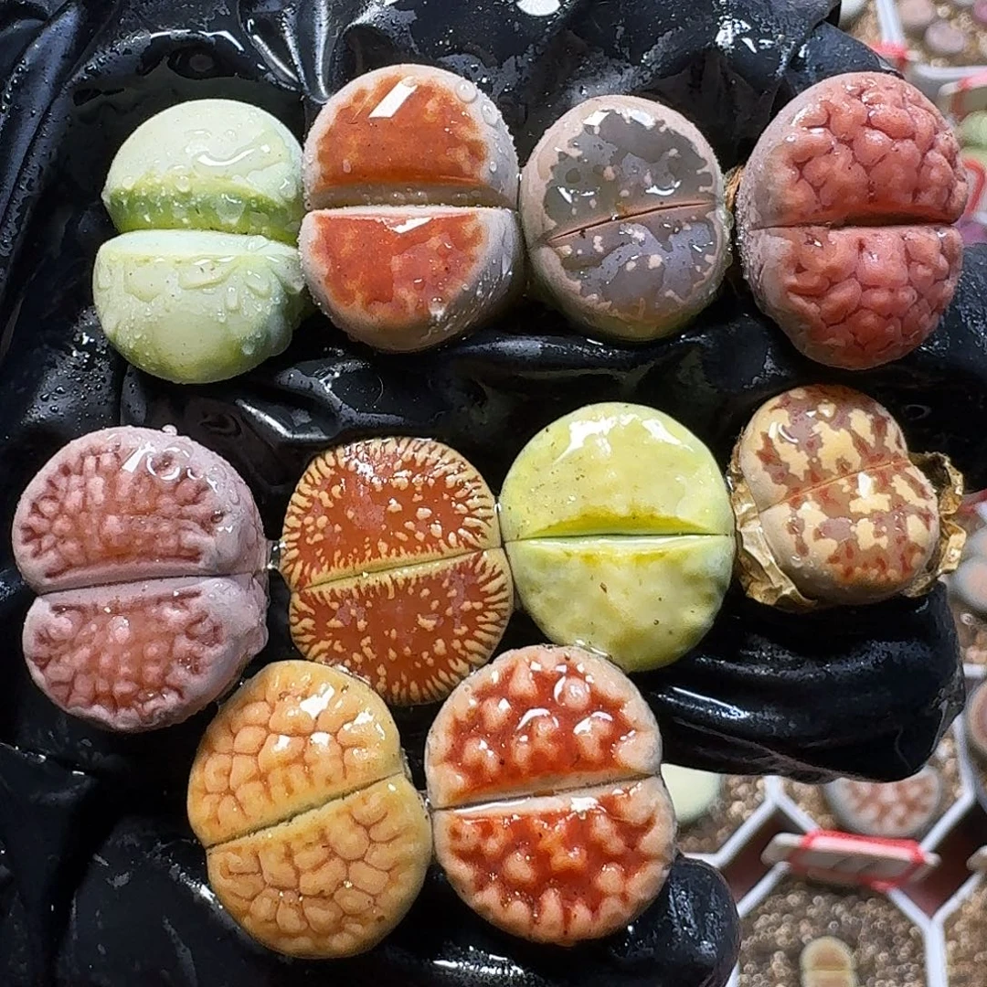 生石花111111。  275