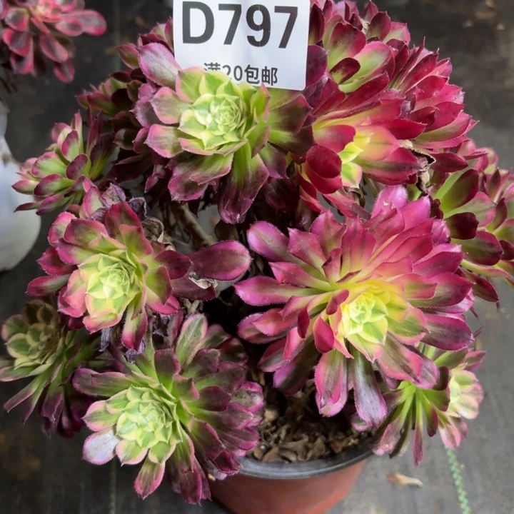 瑞妈一物一拍797