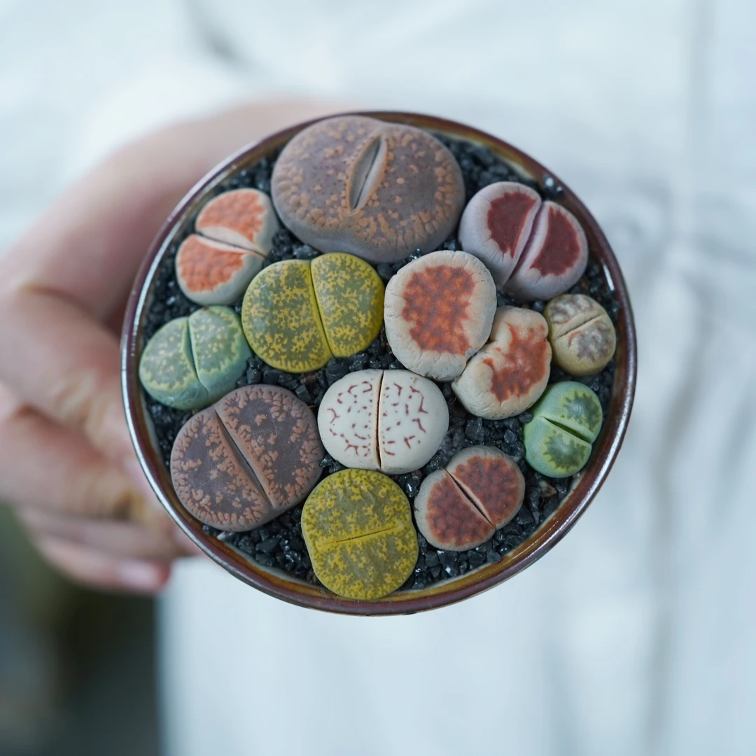 多肉植物拼盘组合生石花组合精致多肉组合易养易活易打理礼品多肉