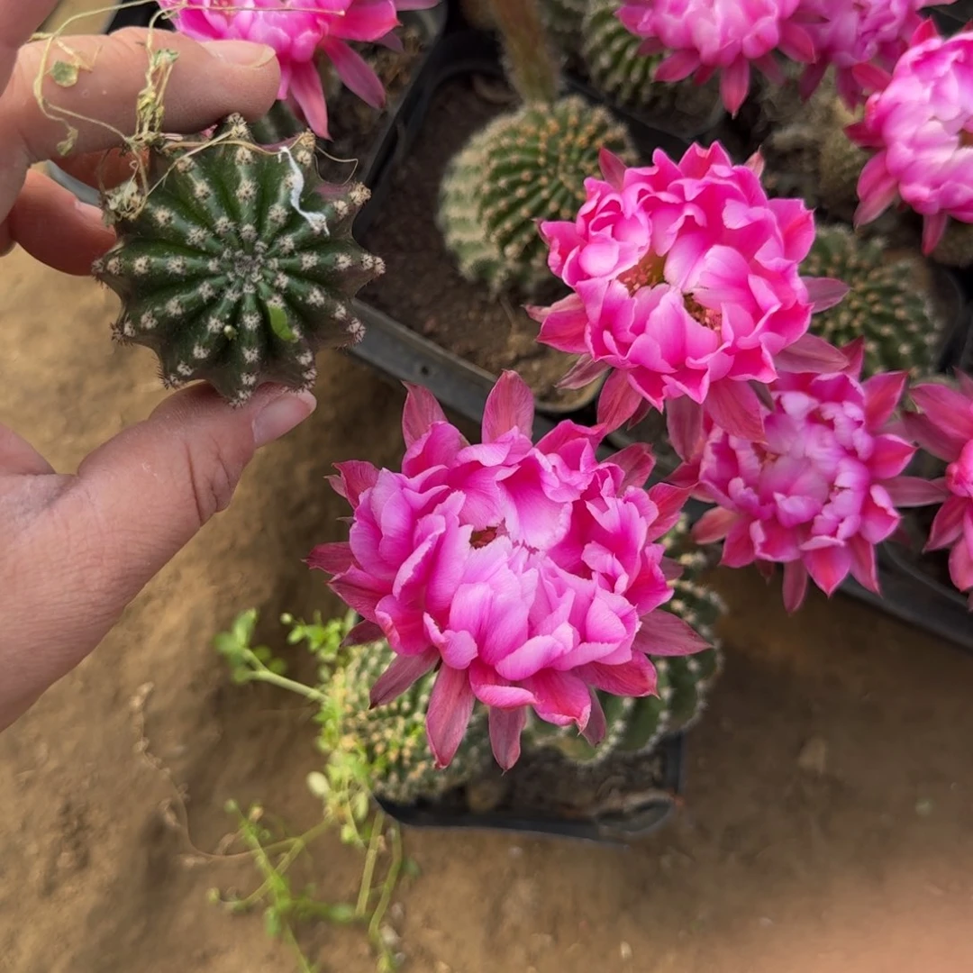 203彩草514.2嫣然歪无根侧牙4公分左右，20包邮