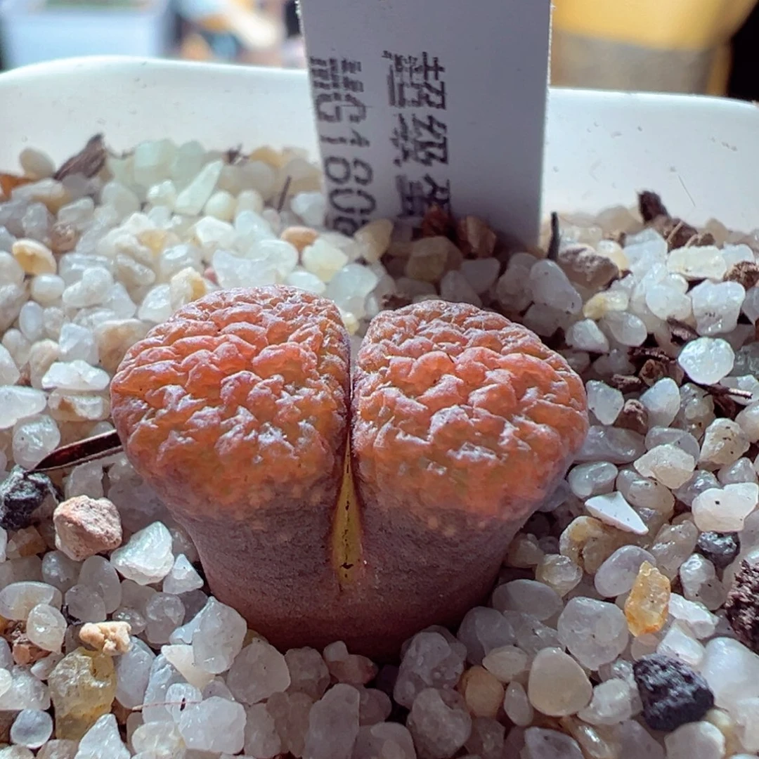 104-483多肉多肉超级蛋糕