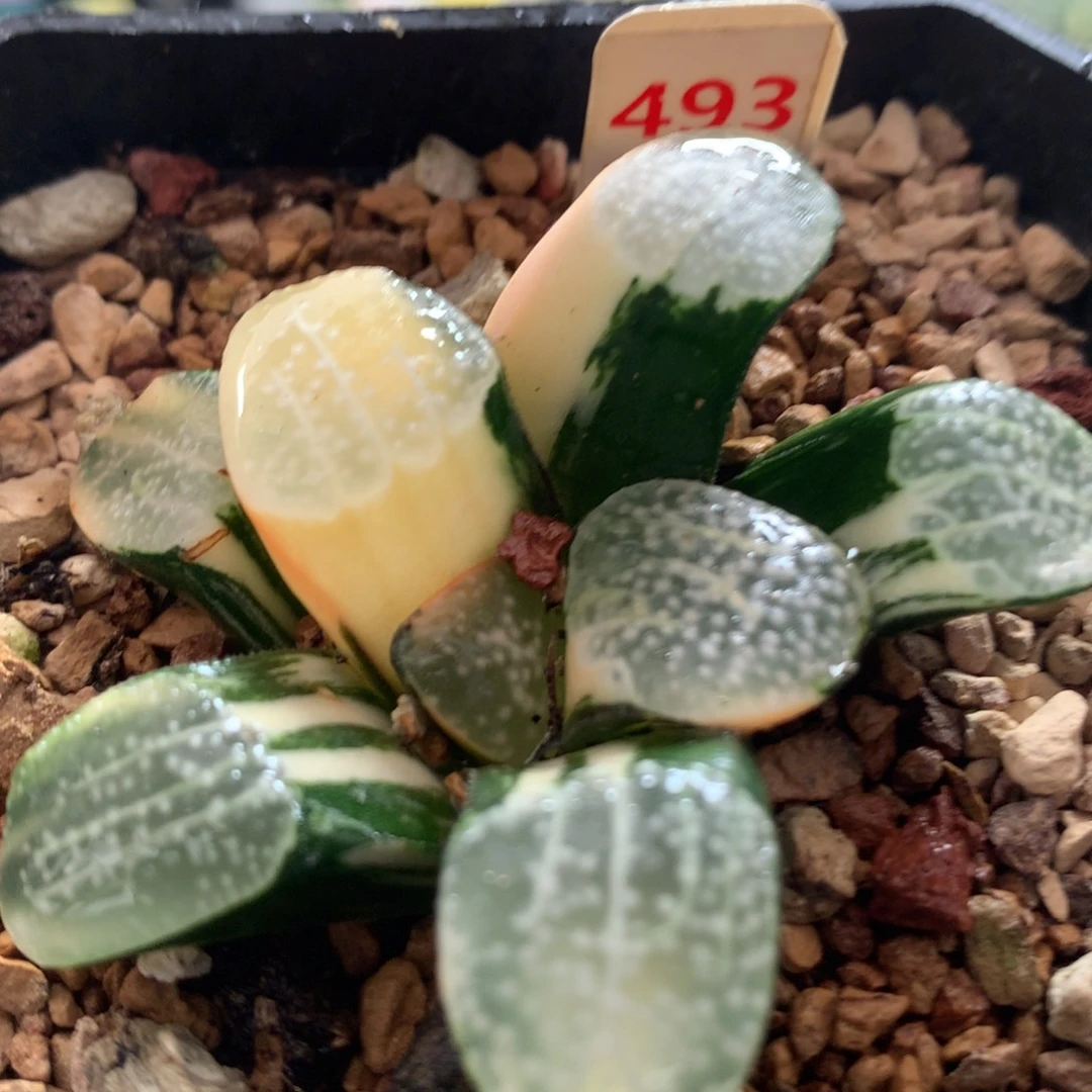 以实际为准493点点