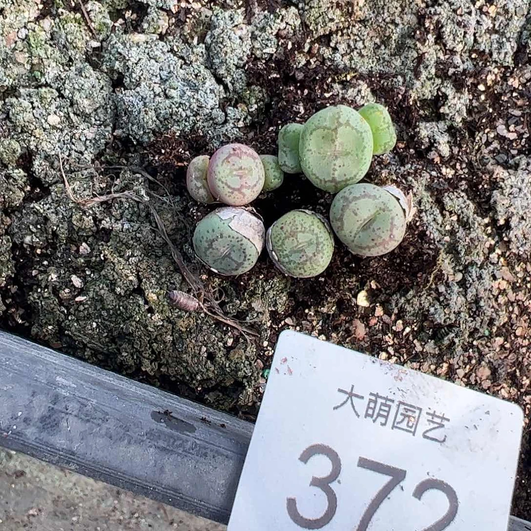 一物一拍。    372