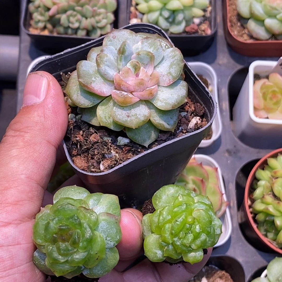 糖心石化30包邮非偏远