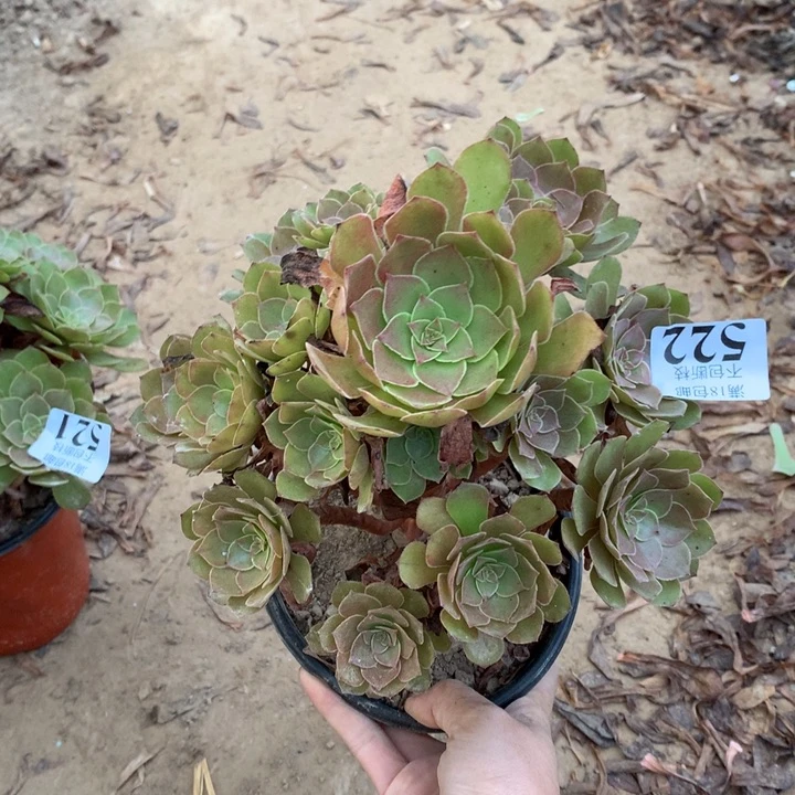 522桃花石手捧东棚