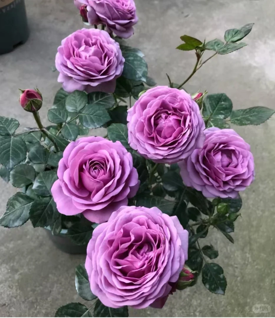 180大盆【水王星】四季开花盆栽月季玫瑰鲜花阳台