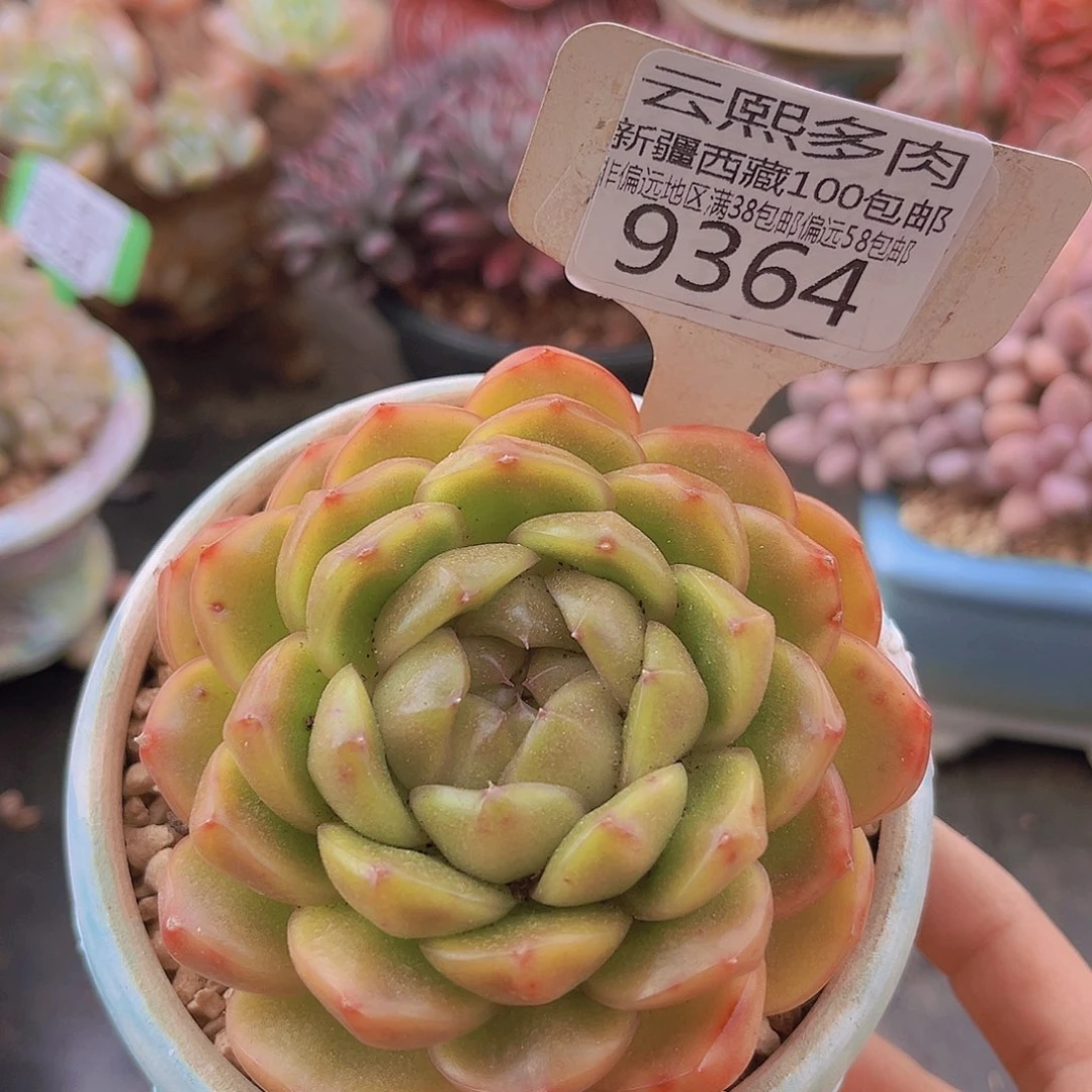 9364皮埃拉多肉植物