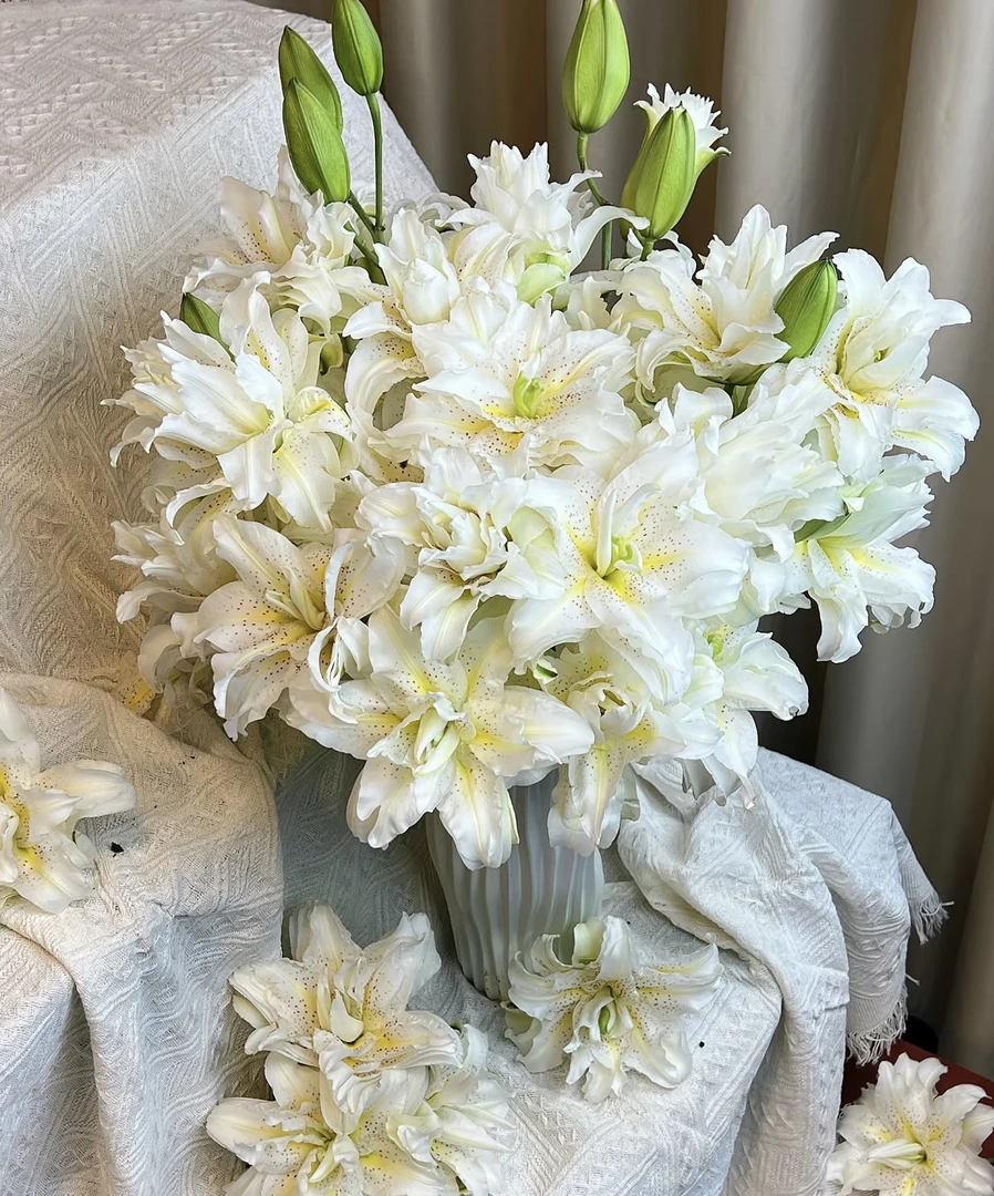 【甜甜家白拉菲精品百合鲜花