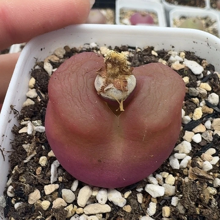 老马生石花3.3大毛412