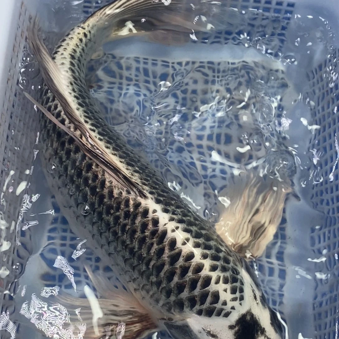 锦鲤冷水锦鲤包邮