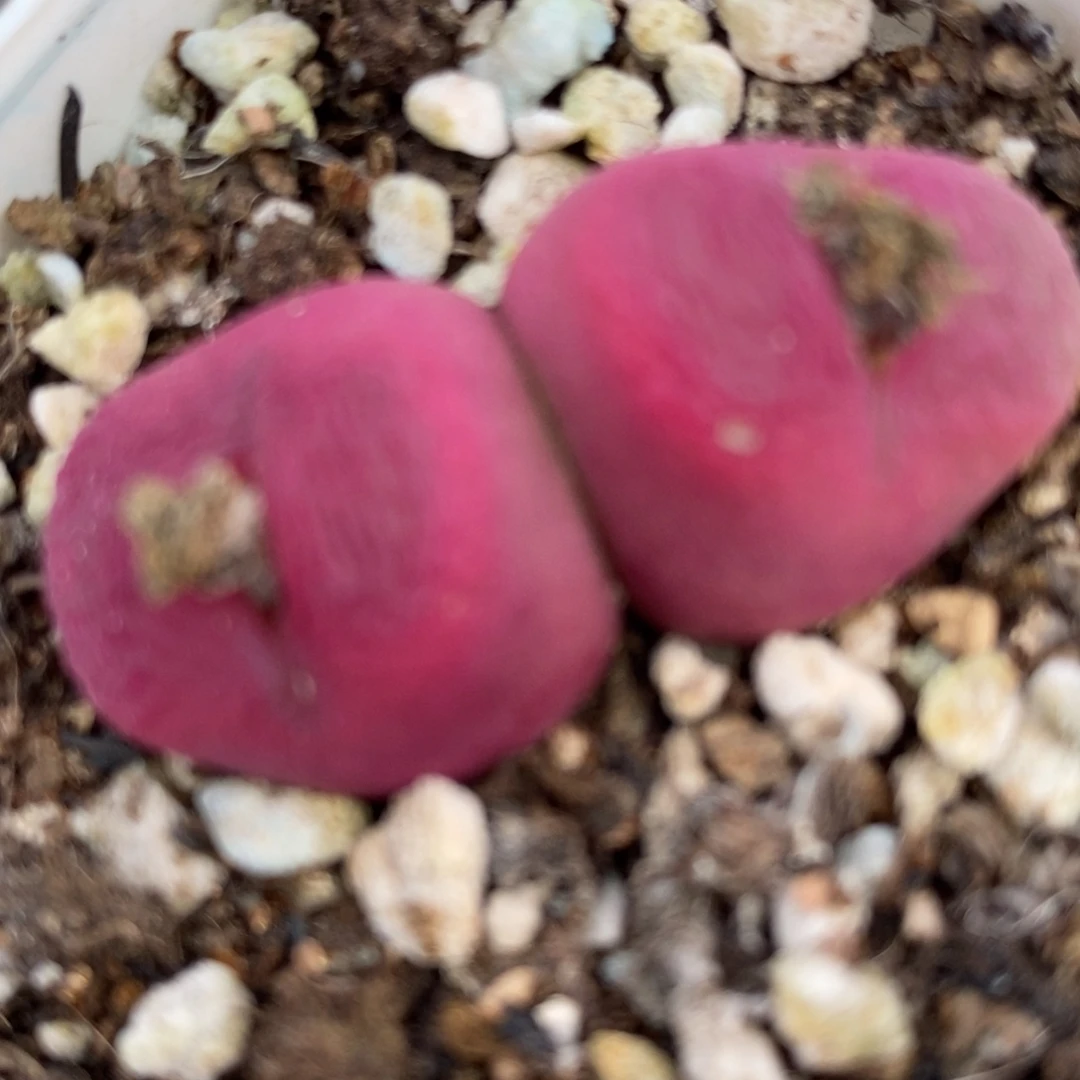 1588一颗双头一颗