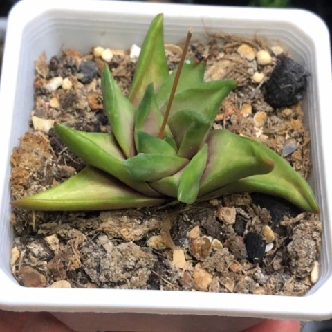 旋转风车带盆发货